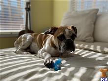 Rocco available Bulldog puppy located in BRANTFORD