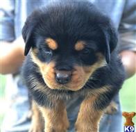rottweiler puppy posted by Geage745