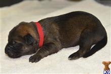 mixed breed puppy posted by Geb2b