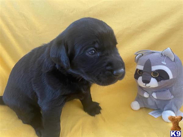 Labrador Retriever puppy for sale