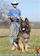 german shepherd puppy posted by GiantGSDs