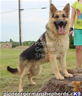 german shepherd puppy posted by GiantGSDs