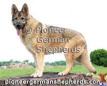 german shepherd puppy posted by GiantGSDs