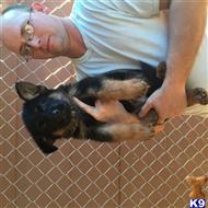 german shepherd puppy posted by GilmoreGSD