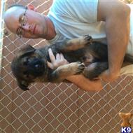 german shepherd puppy posted by GilmoreGSD