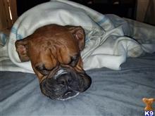 Koda available Boxer puppy located in EVERETT