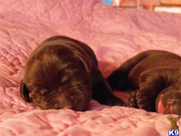 labrador retriever puppy posted by Gloriainexcelsis