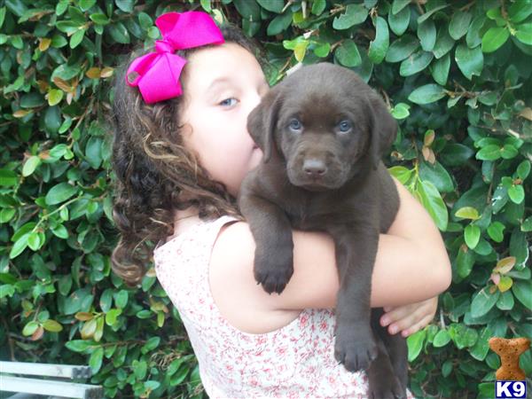labrador retriever puppy posted by Gloriainexcelsis