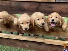 golden retriever puppy posted by GoldenAcres