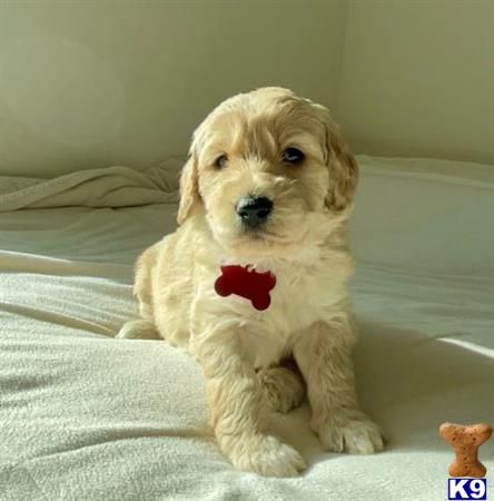 Goldendoodlepup Picture 2