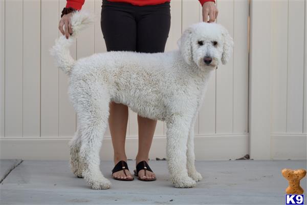 Goldendoodlepup Picture 3
