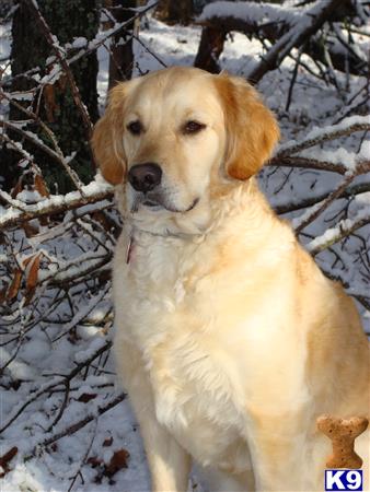 golden retriever puppies spartanburg sc golden retriever puppy for sale link 3 years golden retriever puppies spartanburg sc golden retriever puppy for sale link 3 years