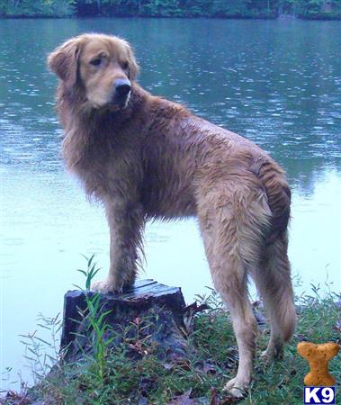 golden retriever puppies spartanburg sc golden retriever puppy for sale link 3 years golden retriever puppies spartanburg sc golden retriever puppy for sale link 3 years