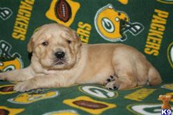 golden retriever puppies spartanburg sc golden retriever puppies for sale in south carolina golden retriever puppies spartanburg sc golden retriever puppies for sale in south carolina