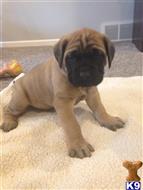 mastiff puppy posted by GoldvalleyDogs