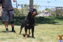 Rottweiler