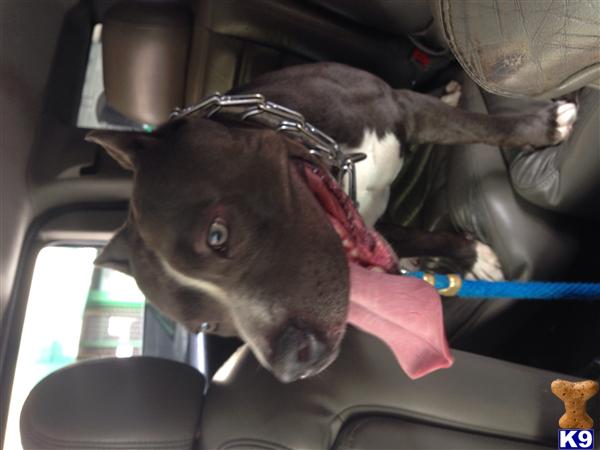 american pit bull puppy posted by Gp1