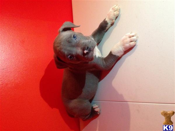 american pit bull puppy posted by Gp1