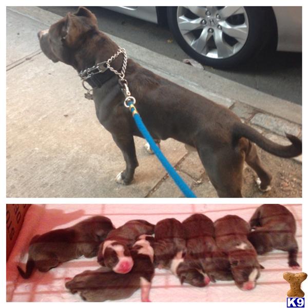 american pit bull puppy posted by Gp1