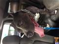 american pit bull puppy posted by Gp1