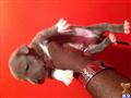 american pit bull puppy posted by Gp1