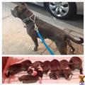 american pit bull puppy posted by Gp1