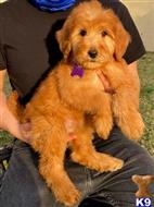goldendoodles puppy posted by GraciePuppies