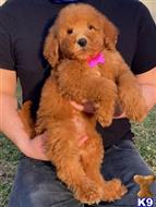 goldendoodles puppy posted by GraciePuppies