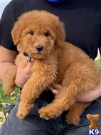 goldendoodles puppy posted by GraciePuppies