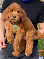 goldendoodles puppy posted by GraciePuppies