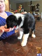 australian shepherd puppy posted by Grandbobo4