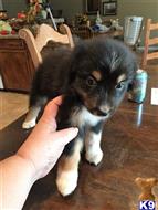australian shepherd puppy posted by Grandbobo4