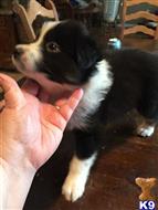 australian shepherd puppy posted by Grandbobo4