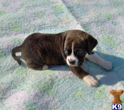 Mixed Breed Puppy for Sale: Pooky - Adorable Brindle Boggle Boy 14 ...