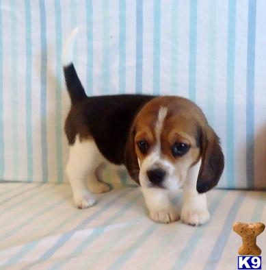 Beagle Puppy for Sale: Judy - Adorable Tri Color Beagle Girl 12 Years old