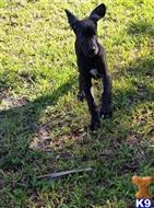 great dane puppy posted by GreatDanes4u
