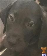 great dane puppy posted by GreatDanes4u