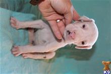 great dane puppy posted by Greatdanestolove