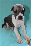 great dane puppy posted by Greatdanestolove