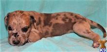 great dane puppy posted by Greatdanestolove