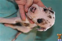 great dane puppy posted by Greatdanestolove