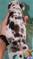great dane puppy posted by Greatdanestolove