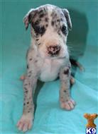 great dane puppy posted by Greatdanestolove