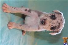 great dane puppy posted by Greatdanestolove