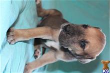 great dane puppy posted by Greatdanestolove