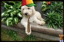 Blonde Male available Labradoodle puppy located in PORT CRANE