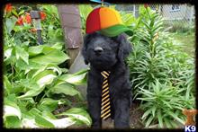 labradoodle puppy posted by Greeky