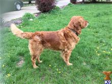 Marley available Golden Retriever puppy located in OCONOMOWOC