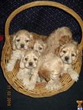 cocker spaniel puppy posted by Grinage