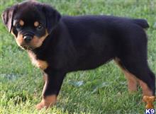 rottweiler puppy posted by Grommy7458